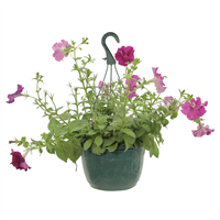 Planta Ornamental Colgante Petunia