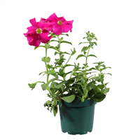 Planta Ornamental Petunia Pote