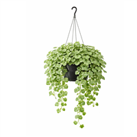 Planta Ornamental Colgante Plectranthus