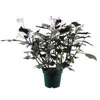 Planta Ornamental Plectranthus Pote