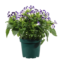 Planta Ornamental Torenia Mix Pote