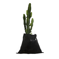 Planta Ornamental Cactus