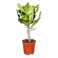 Planta Ornamental Corona De Cristo