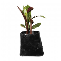 Planta Ornamental Calathea Rufibarba