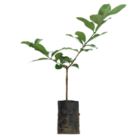 Arbol Frutal Manzana De Agua