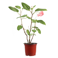 Planta Ornamental Teresita Dragon Wing