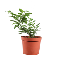 Planta Ornamental Tomatillo Decorativo
