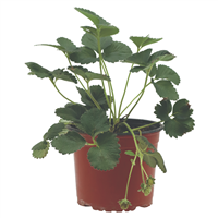 Planta Ornamental Fresa