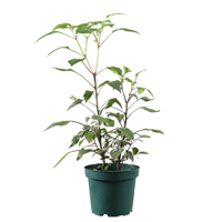 Arbol Frutal Chile Matizado