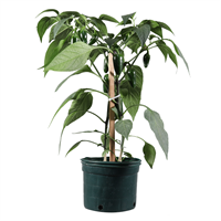 Planta Chile Dulce