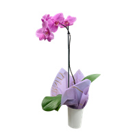 Planta Ornamental Orquidea Phalenopsis Floracion Media.