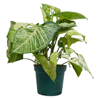 Planta Ornamental Garrobos