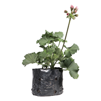 Planta Ornamental Geranios Bolsa