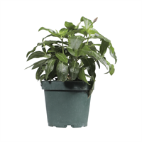 Planta Ornamental Vinca En Pote