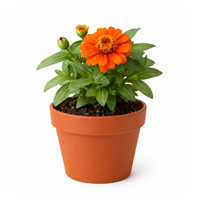 Planta Ornamental Zinnias