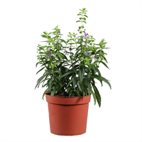 Planta Ornamental Angelonia Pote
