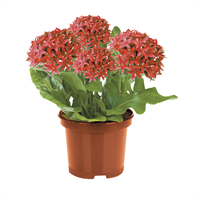 Planta Ornamental Pentas Pote