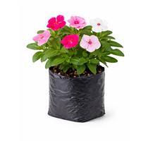 Planta Ornamental China Bolsa