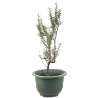 Planta Ornamental Romero