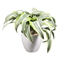 Planta Ornamental Pequeña Lujo