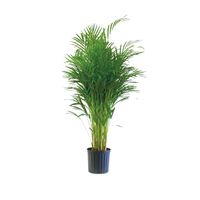 Planta Ornamental Palmera Areca 2 m