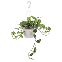 Planta Ornamental Colgante Millonaria Hoja Ancha