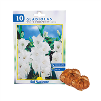 : Bulbo Gladiola 10 Unidades Color Mixto: Jardinería