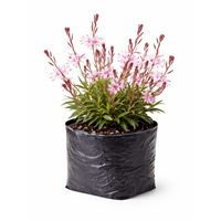Planta Ornamental Gaura