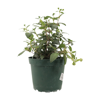 Planta Ornamental Fucsia