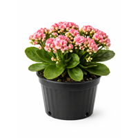 Planta Ornamental Kalanchoe Mediana