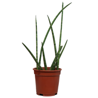 Planta Ornamental Sansiviera Cilindrica