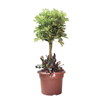 Planta Ornamental Combinada Capella-Croton 24