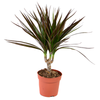 Planta Ornamental Romeliana Mini-12