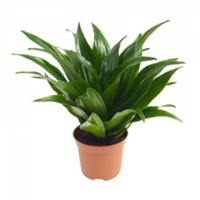 Planta Ornamental Warneki Verde Mini