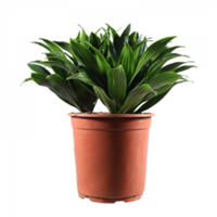 Planta Ornamental Compacta Mini