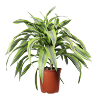 Planta Ornamental Warnike Lemon 24