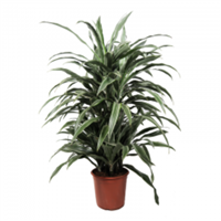 Planta Ornamental Warnike Verde 24