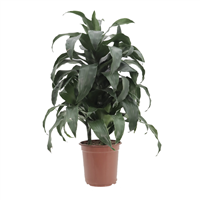 Planta Ornamental Yani Grey 24