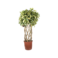 Planta Ornamental Sheflera Trinet Treanzada 24