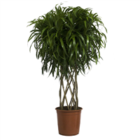 Planta Ornamental Anita Trenzada 24