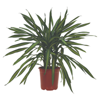 Planta Ornamental Dracaena Ricky Mini