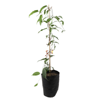 Enredadera Trompeta De Misouri