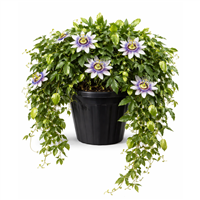 Enredadera Pasiflora