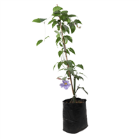 Enredadera Jalapa Azul