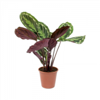 Planta Ornamental Calathea Medalium Mac 1/2 Galon
