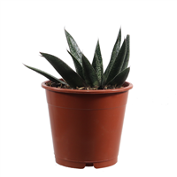 Planta Ornamental Hawartia