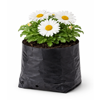 Planta Ornamental Margarita M12