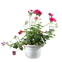 Planta Ornamental Geranio Roca Colgante