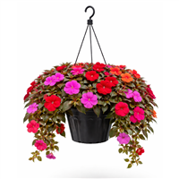 Planta Ornamental China Guinea Colgante
