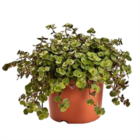Planta Ornamental Afro Pote Color